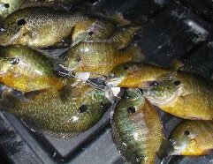 Fresh small perch available in Wichita, Kansas. Single whole fish, 1–2 inches in size—perfect for bait, aquaponics, or exotic pet feeding. Locally sourced and ready for pickup.