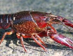 Shop fresh single crawdads for fishing in Wichita, Kansas. Perfect live bait to attract catfish, bass, and other local fish. Conveniently available in Wichita, KS for your next fishing trip.