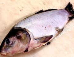 Pick up Whole Buffalo Fish at Mr. Mc's Market in Wichita, Kansas, your local destination for fishing gear and tackle. Whether you're heading to Cheney Reservoir, the Arkansas River, or El Dorado Lake, this product is essential for any Wichita angler. Stop by Mr. Mc's Market and get everything you need for a great day on the water.