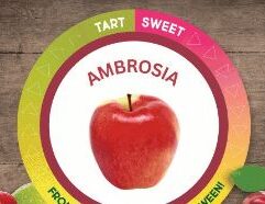 Get Ambrosia apples in bulk at wholesale prices from Mr. Mc’s Market in Wichita, Kansas. Great for grocery stores, schools, and restaurants—fresh, flavorful, and ready to order.