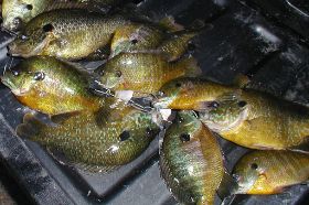 XL Perch | Single | 6-8 Inches – Wichita, KS XL Perch | Single | 6-8 Inches is available at Mr. Mc's Market in Wichita, Kansas. We carry a wide variety of quality products to serve all the needs of Wichita families and shoppers. Visit Mr. Mc's Market in Wichita, your neighborhood one-stop shop for everyday essentials.